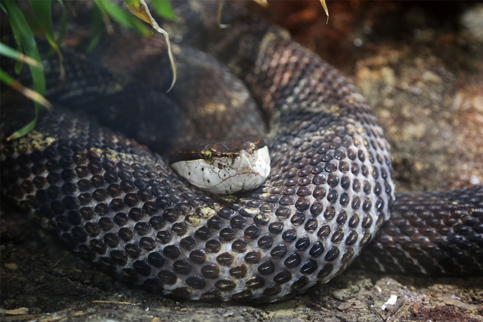 Chinese Moccasin (Deinagkistrodon acutus), May 2018