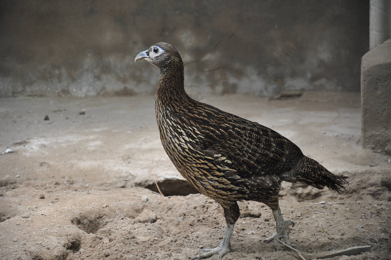 Chinese monal/ Lophophorus lhuysii