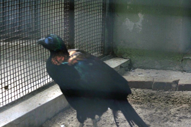 Chinese monal, summer 2006