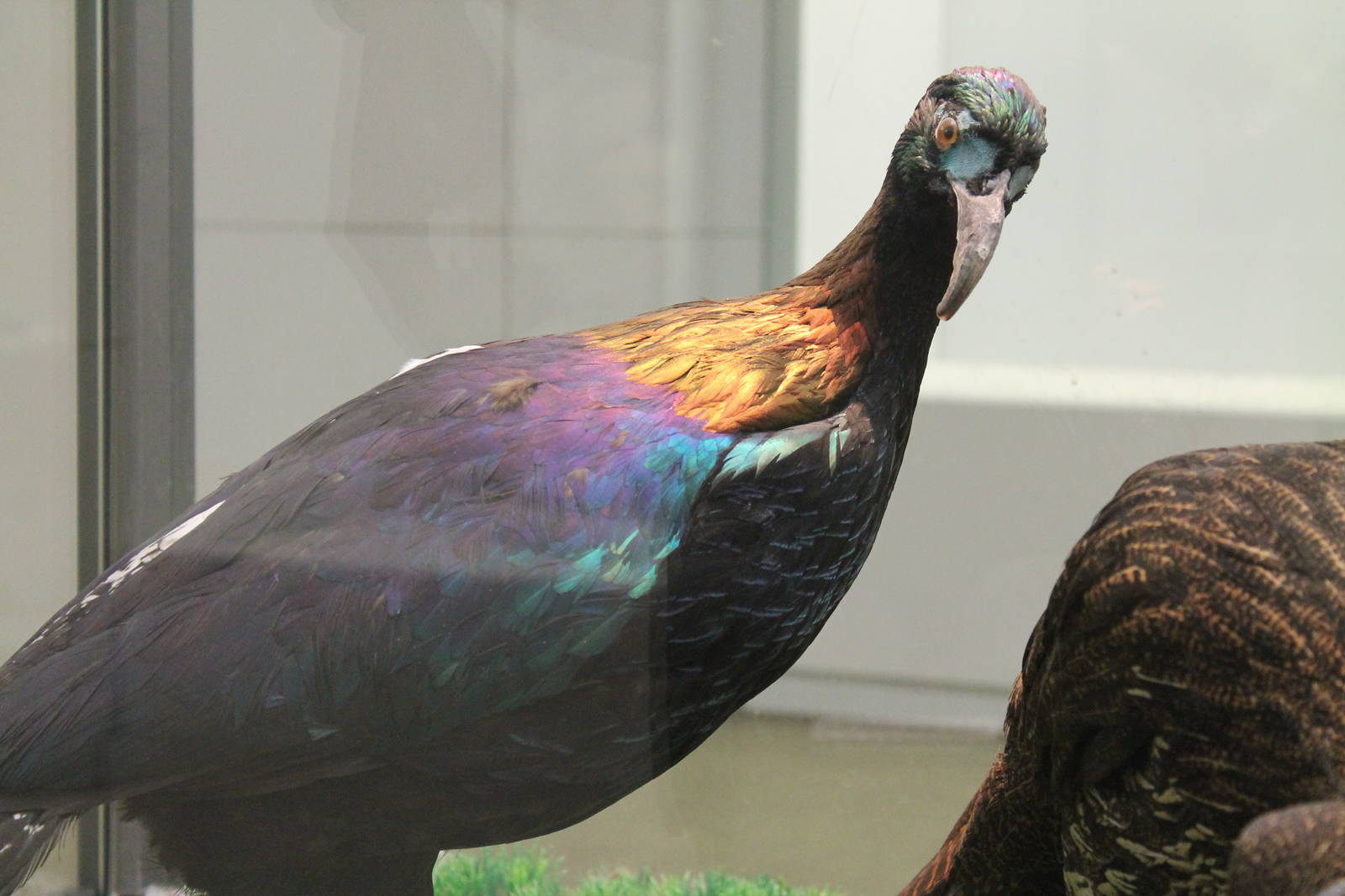 Chinese Monals (Lophophorus lhuysii)