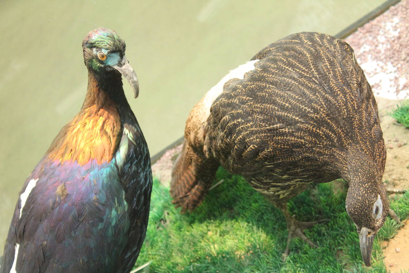 Chinese Monals (Lophophorus lhuysii)