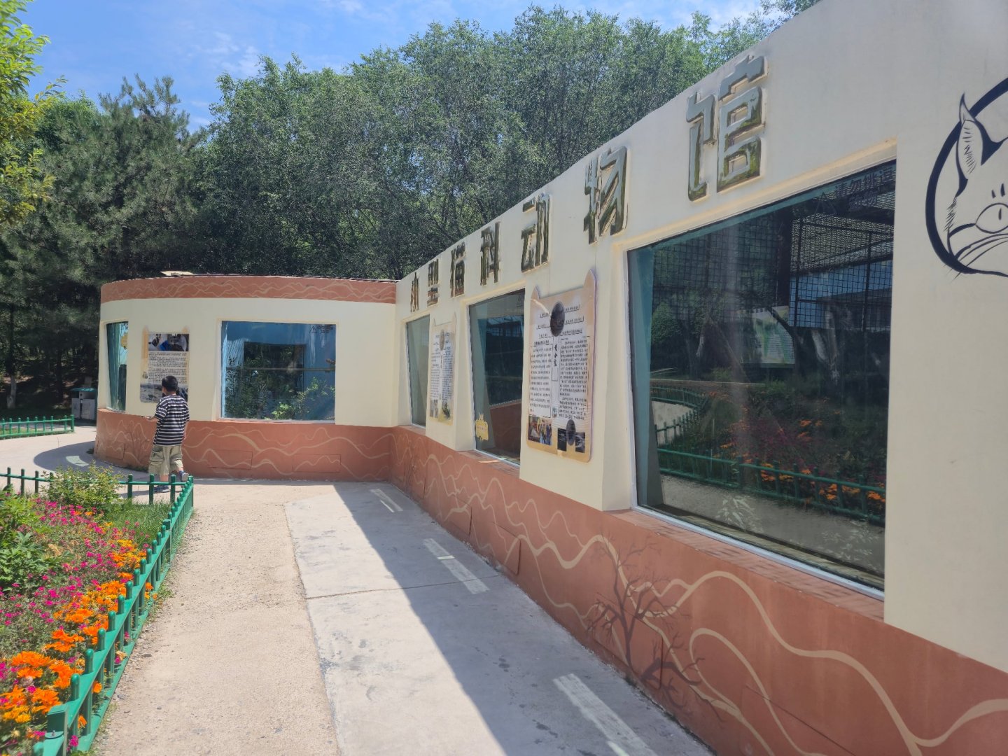 Chinese Mountain Cat exhibits