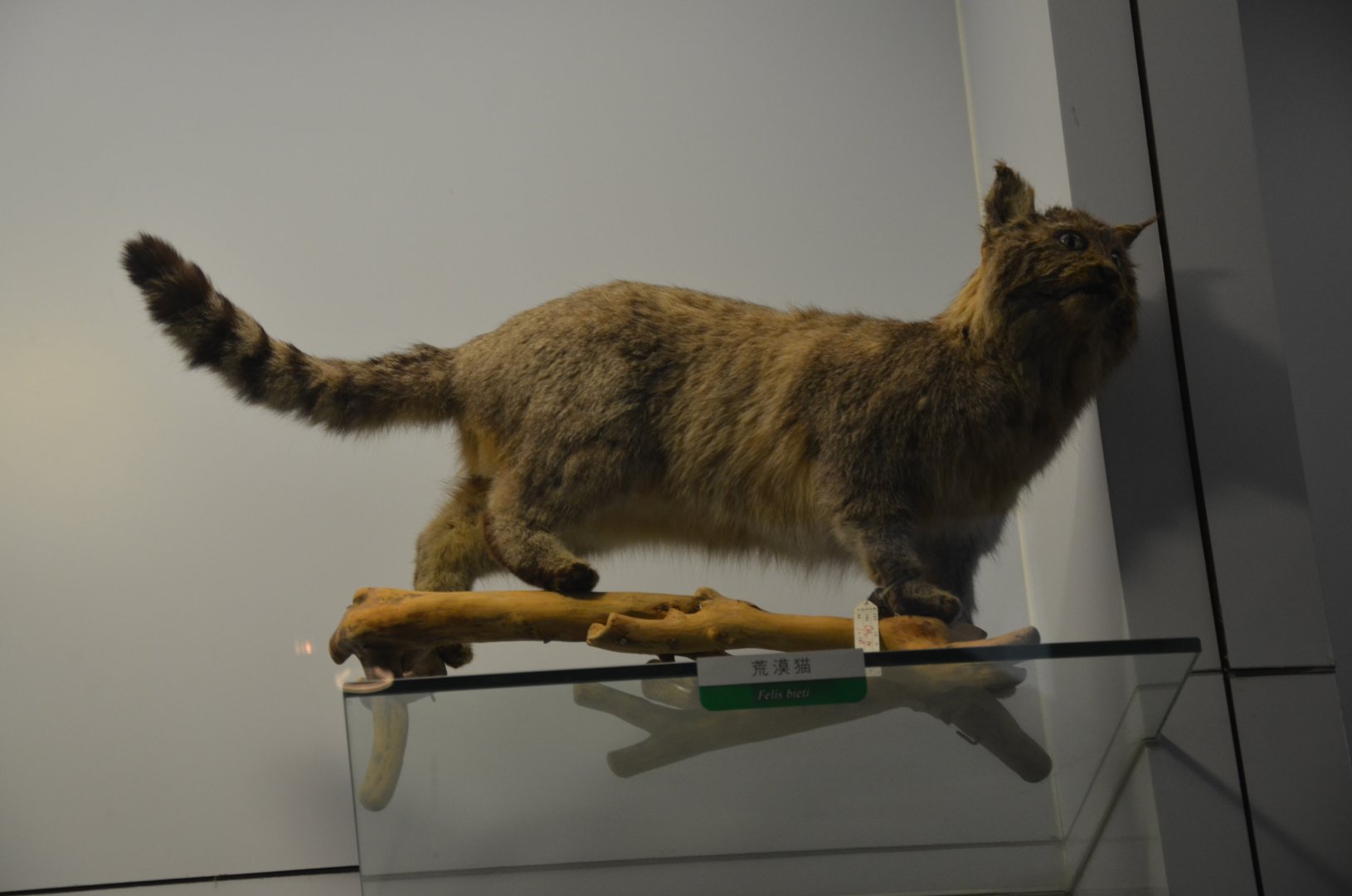 Chinese Mountain Cat/Felis bieti