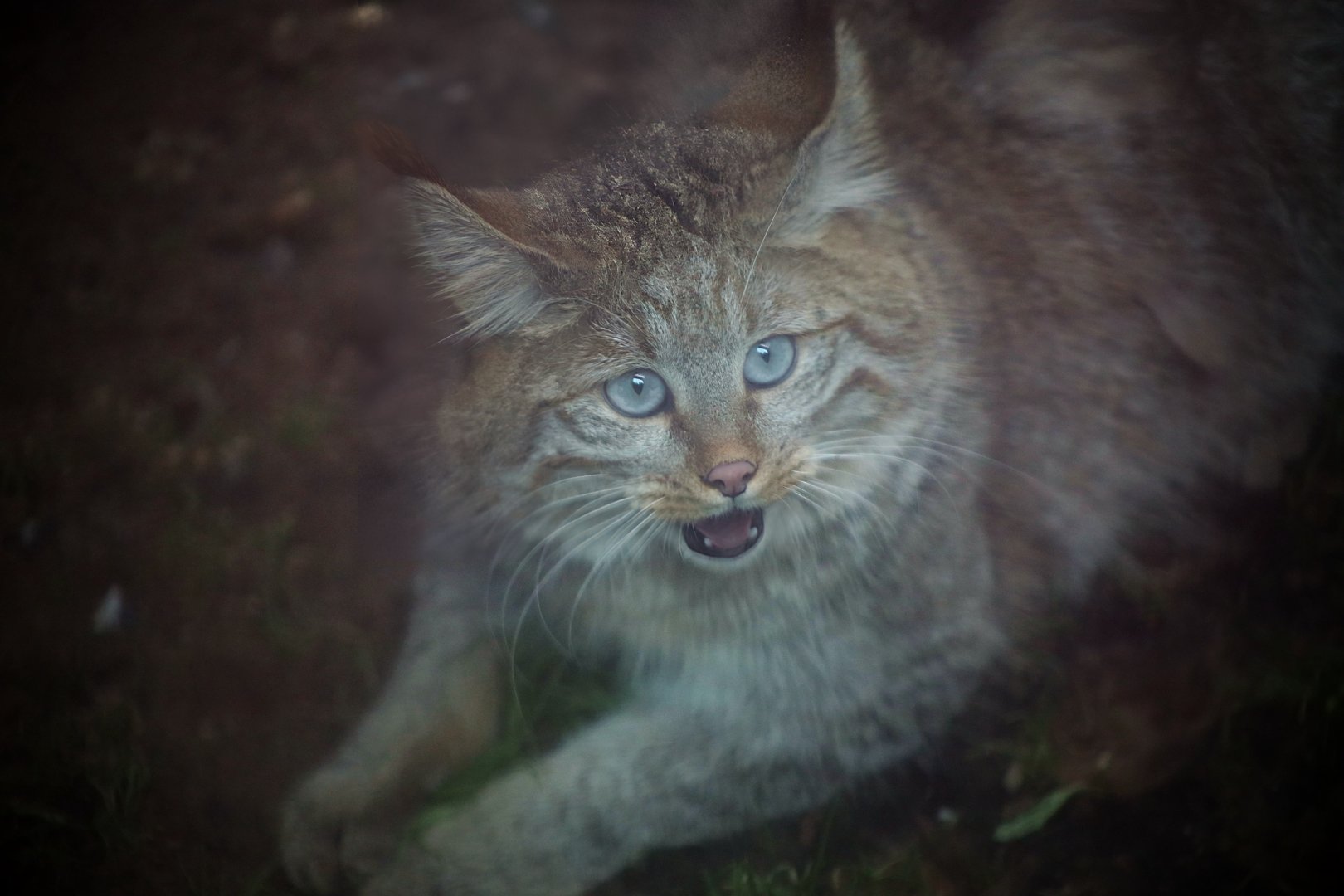 Chinese Mountain Cat (Felis bieti)