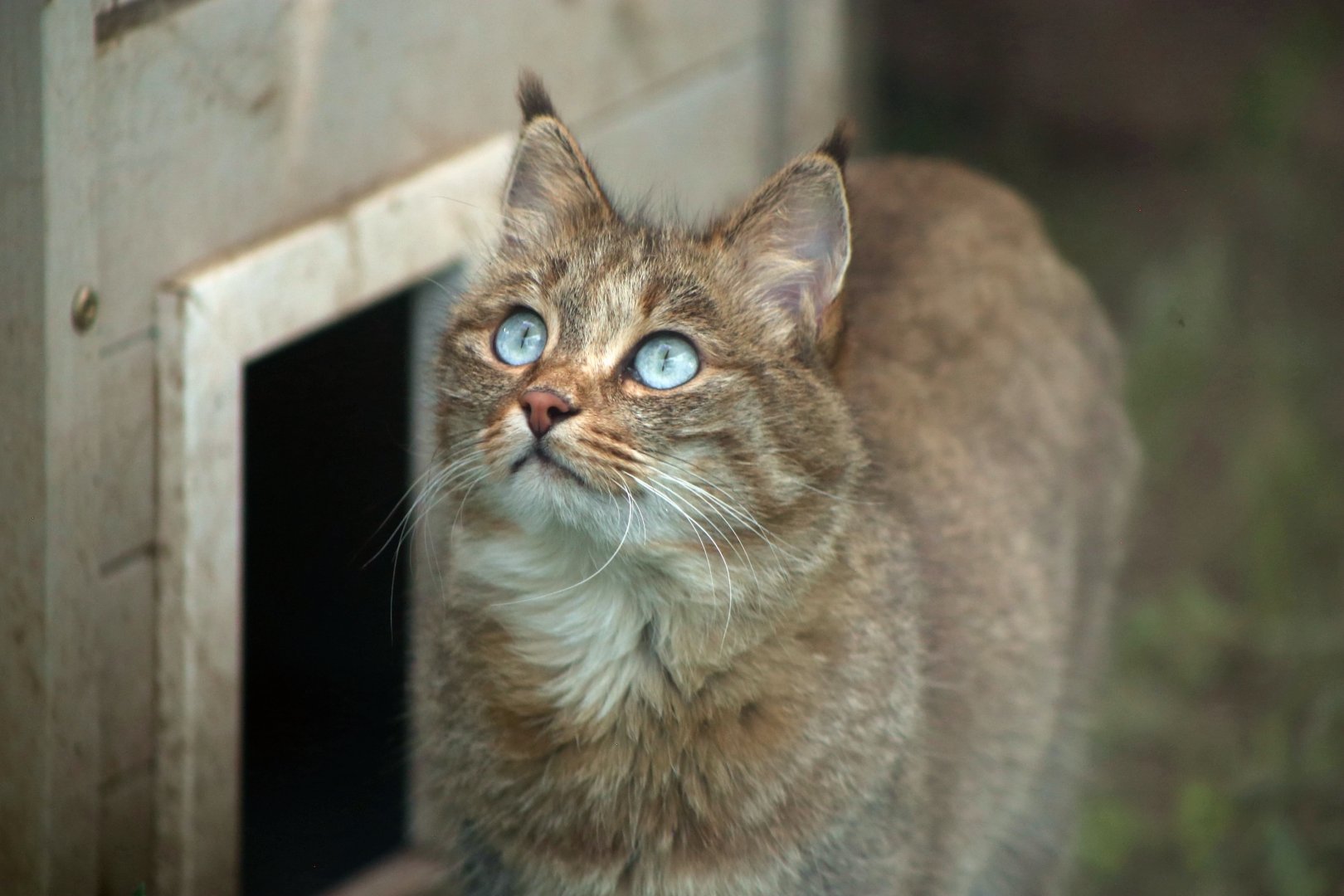 Chinese Mountain Cat (Felis bieti)