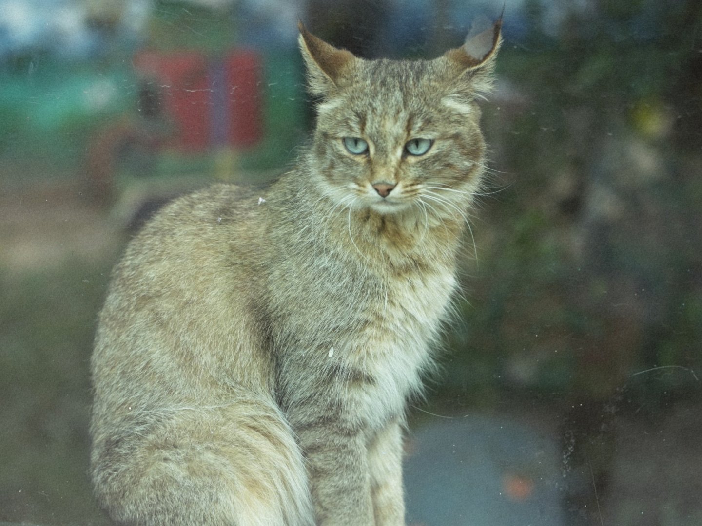 Chinese Mountain Cat