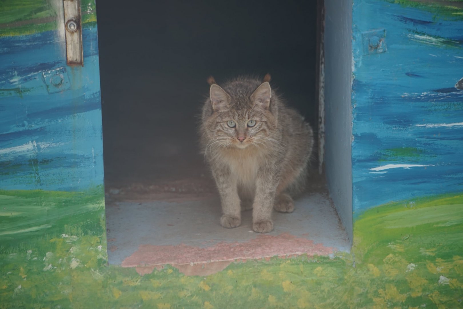 Chinese Mountain Cat
