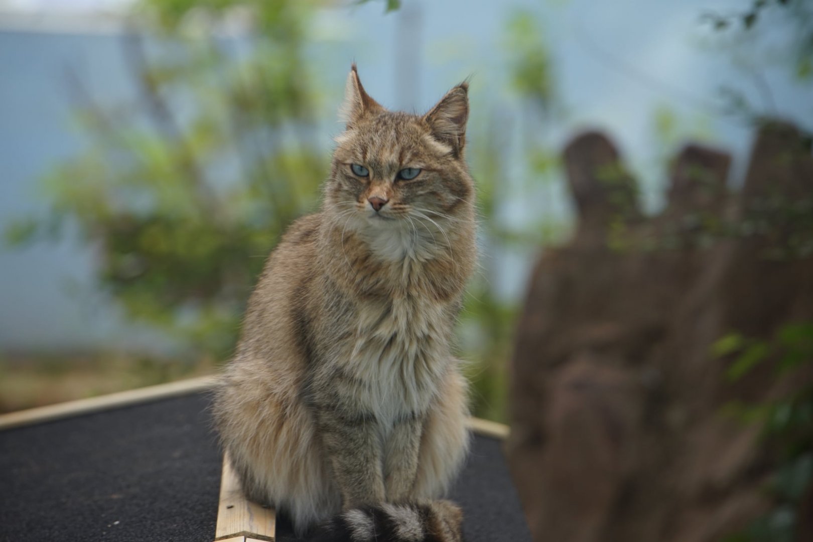 Chinese Mountain Cat