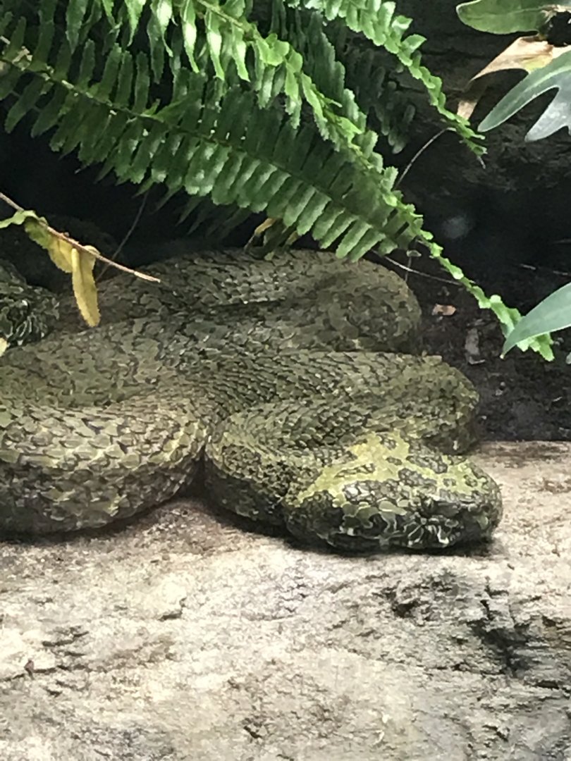 Chinese mountain viper