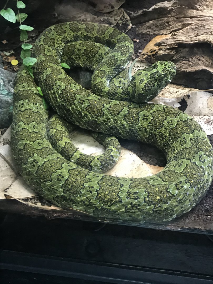 Chinese mountain viper