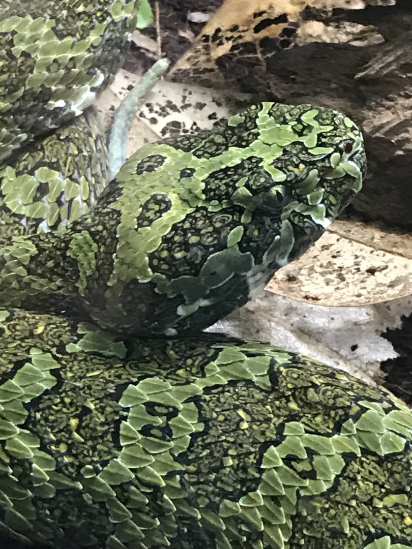 Chinese mountain viper