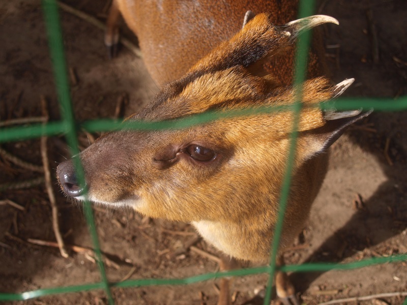 Chinese muntjac (April 19th, 2015)