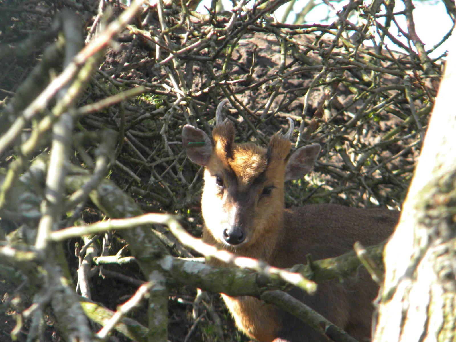 Chinese Muntjac at Blackpool Zoo 06/03/11