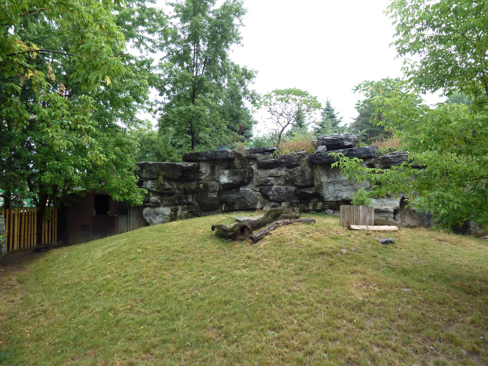 Chinese Muntjac Exhibit