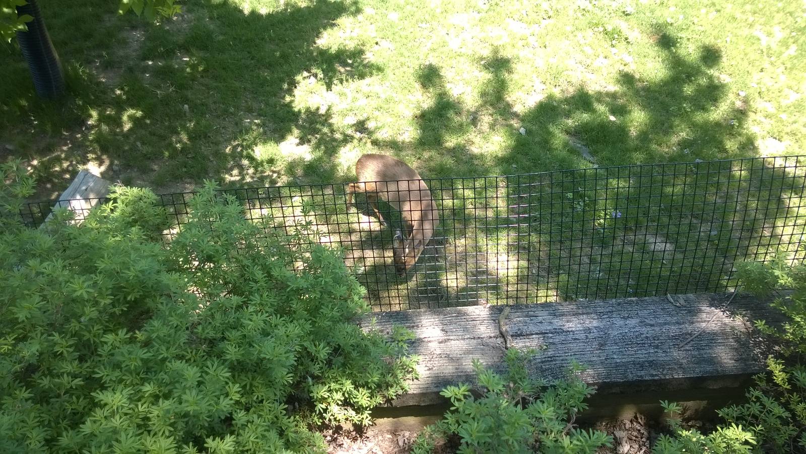 Chinese Muntjac Exhibit