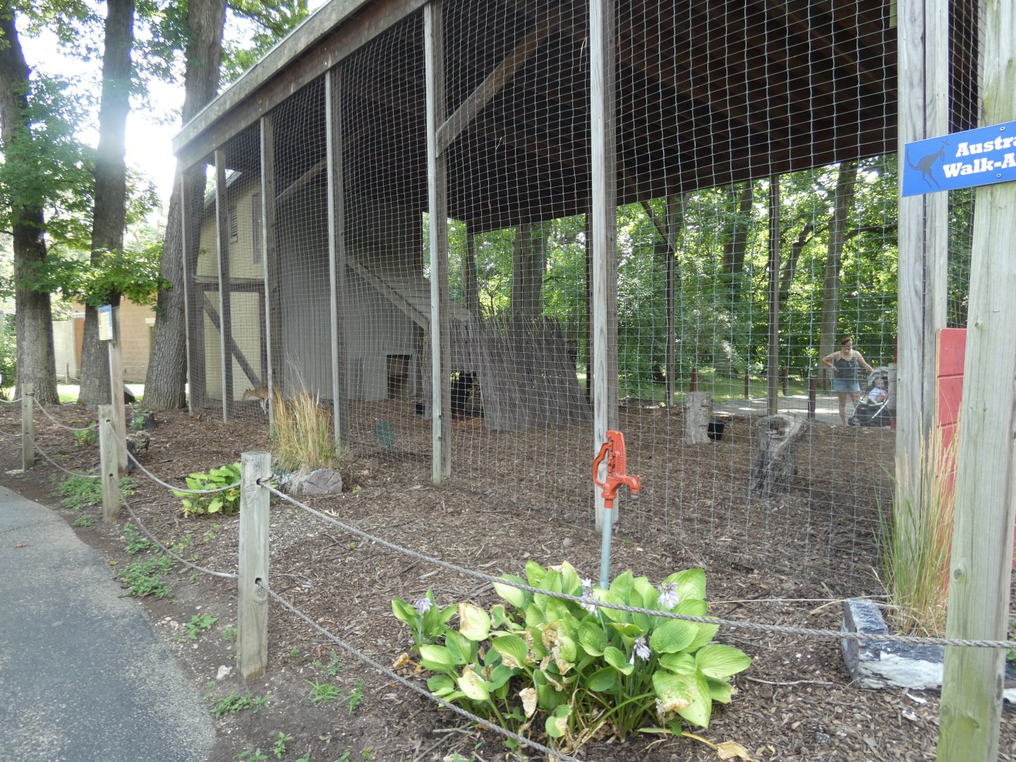 Chinese Muntjac Exhibit