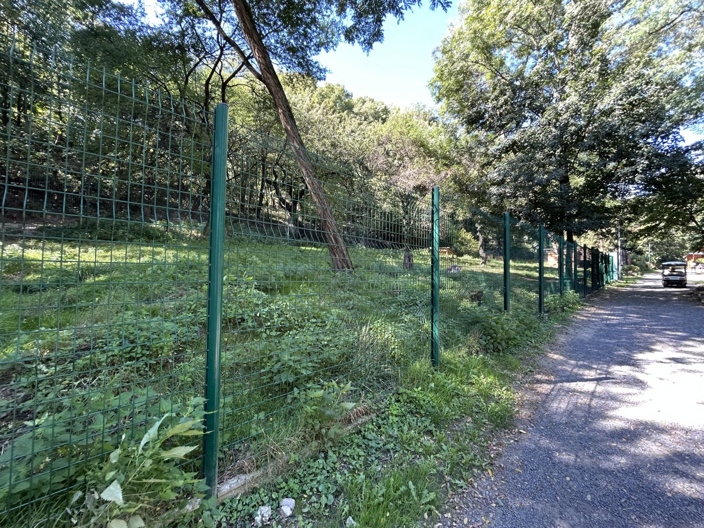 Chinese Muntjac Exhibit