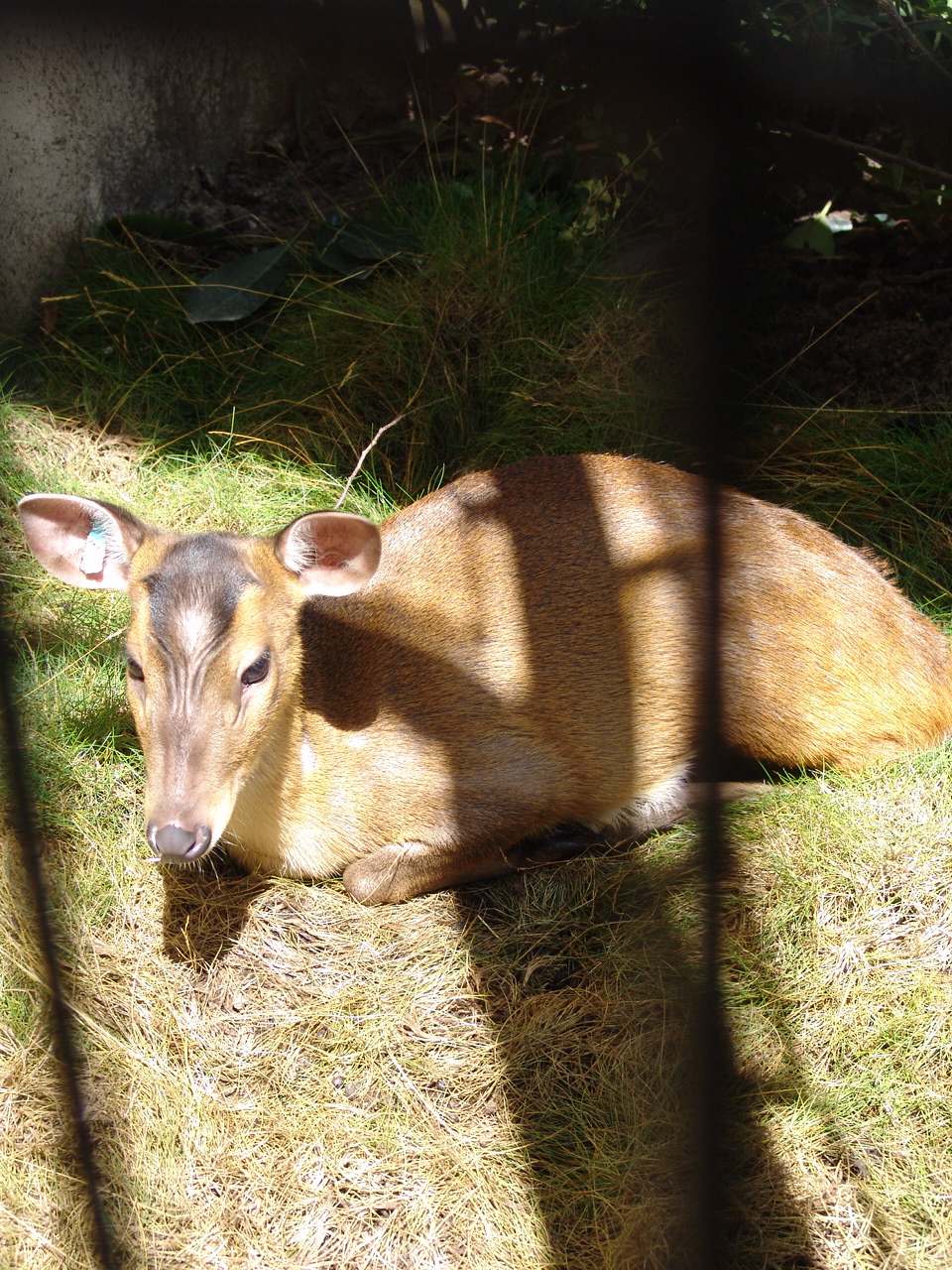 Chinese Muntjac (Muntiacus reevesi)