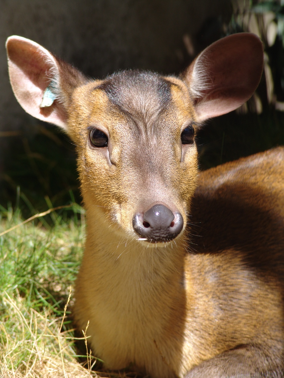 Chinese Muntjac (Muntiacus reevesi)