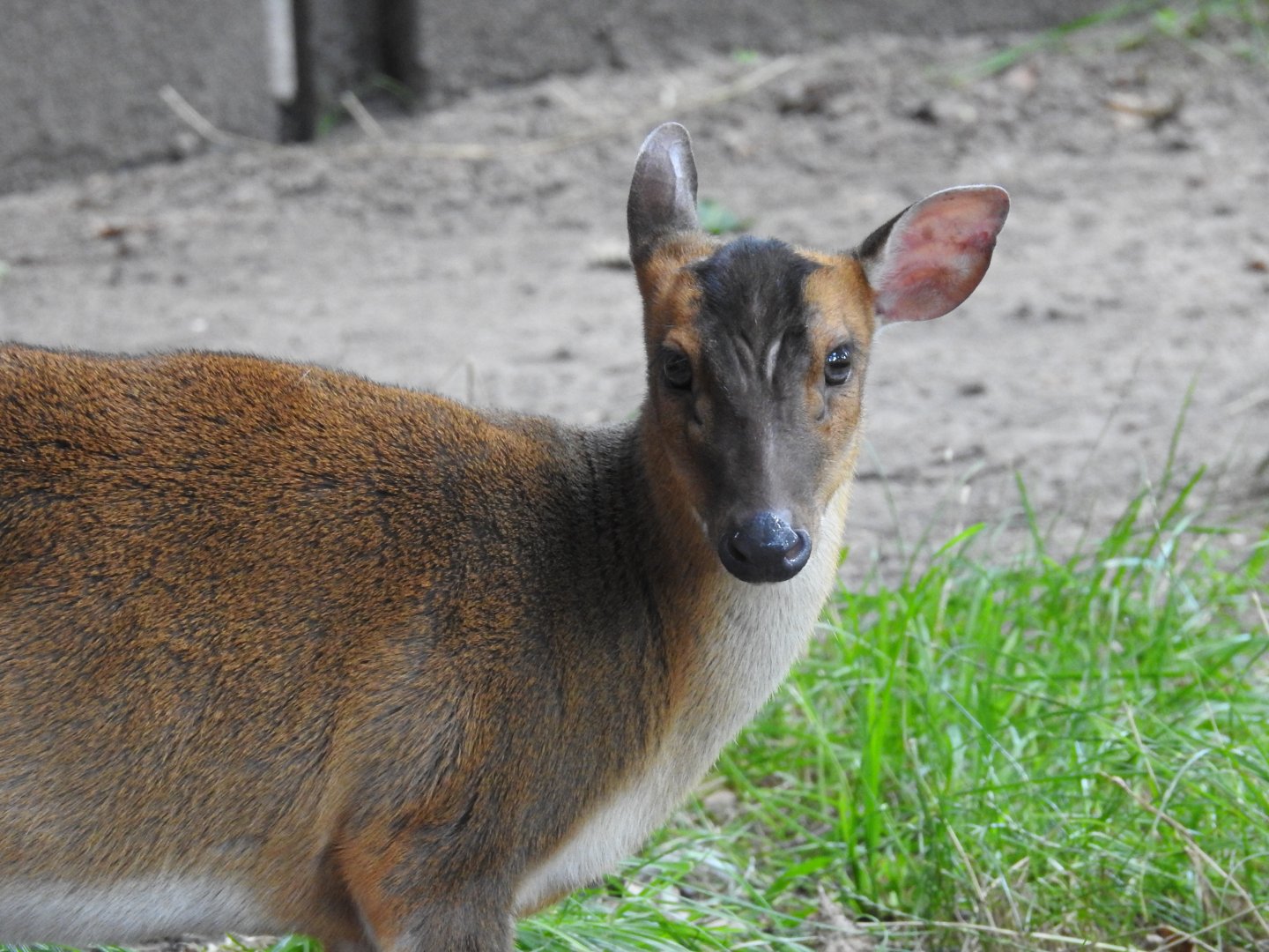 Chinese muntjac