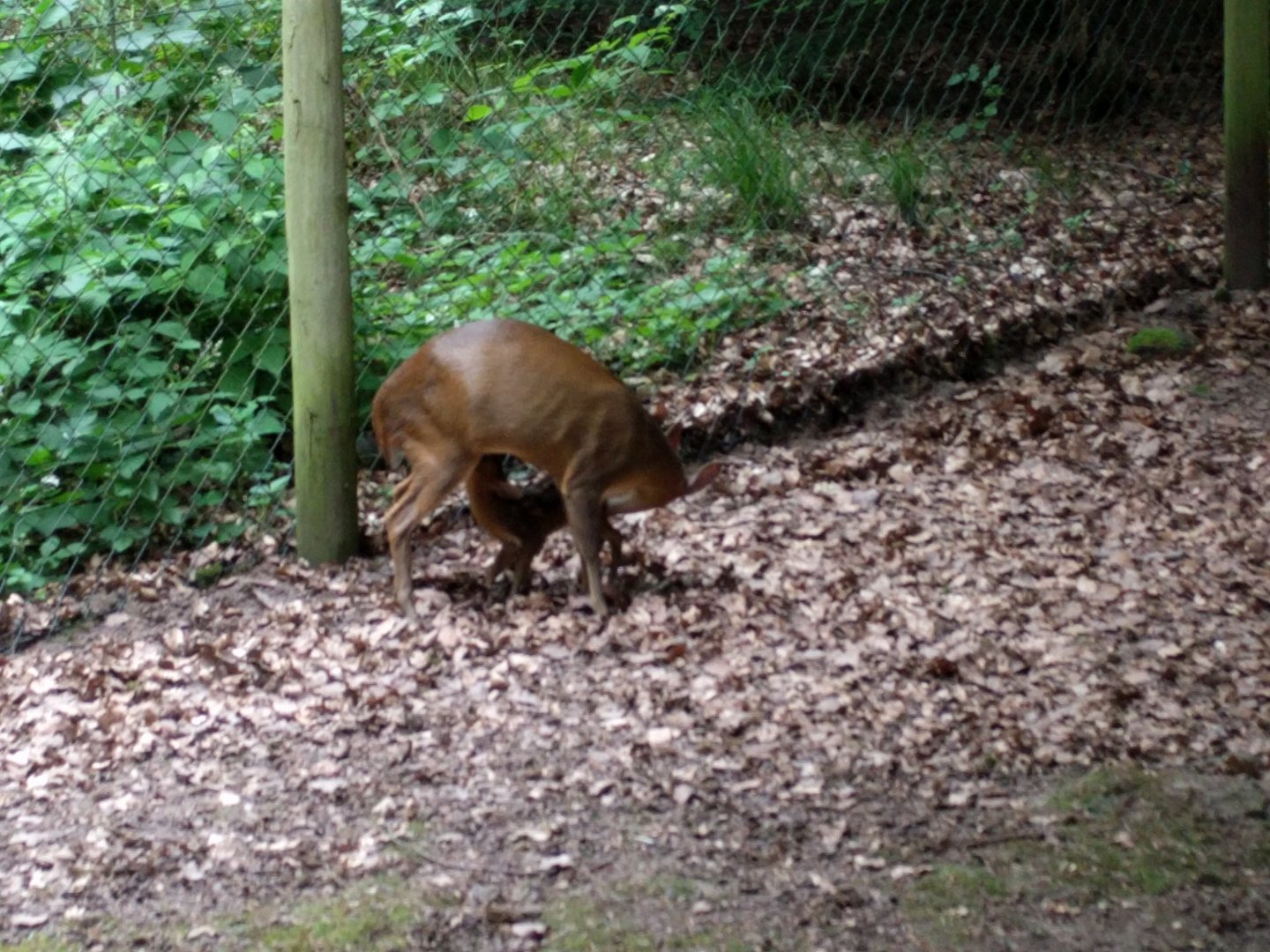 Chinese Muntjak and Muntjak Calf