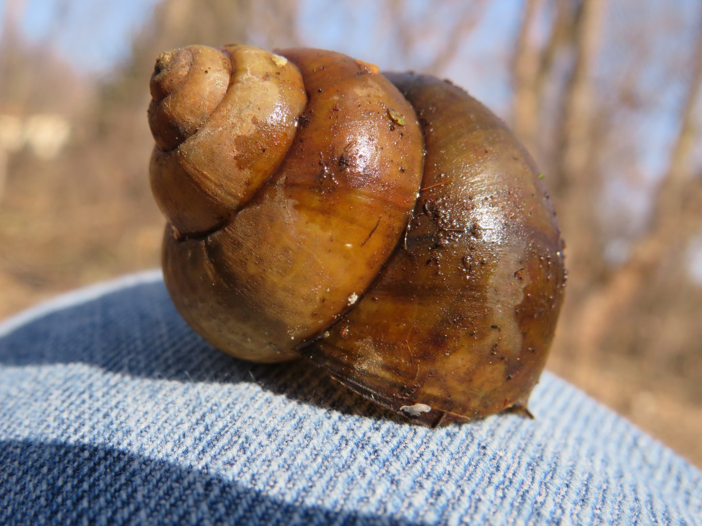 Chinese mystery snail