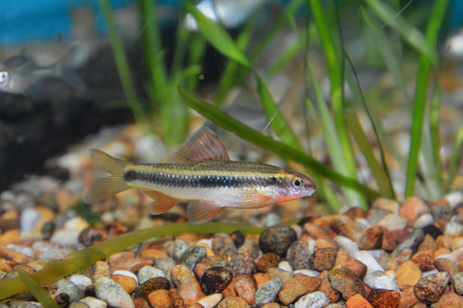 Chinese neon golden stripe shark (Sarcocheilichthys parvus)
