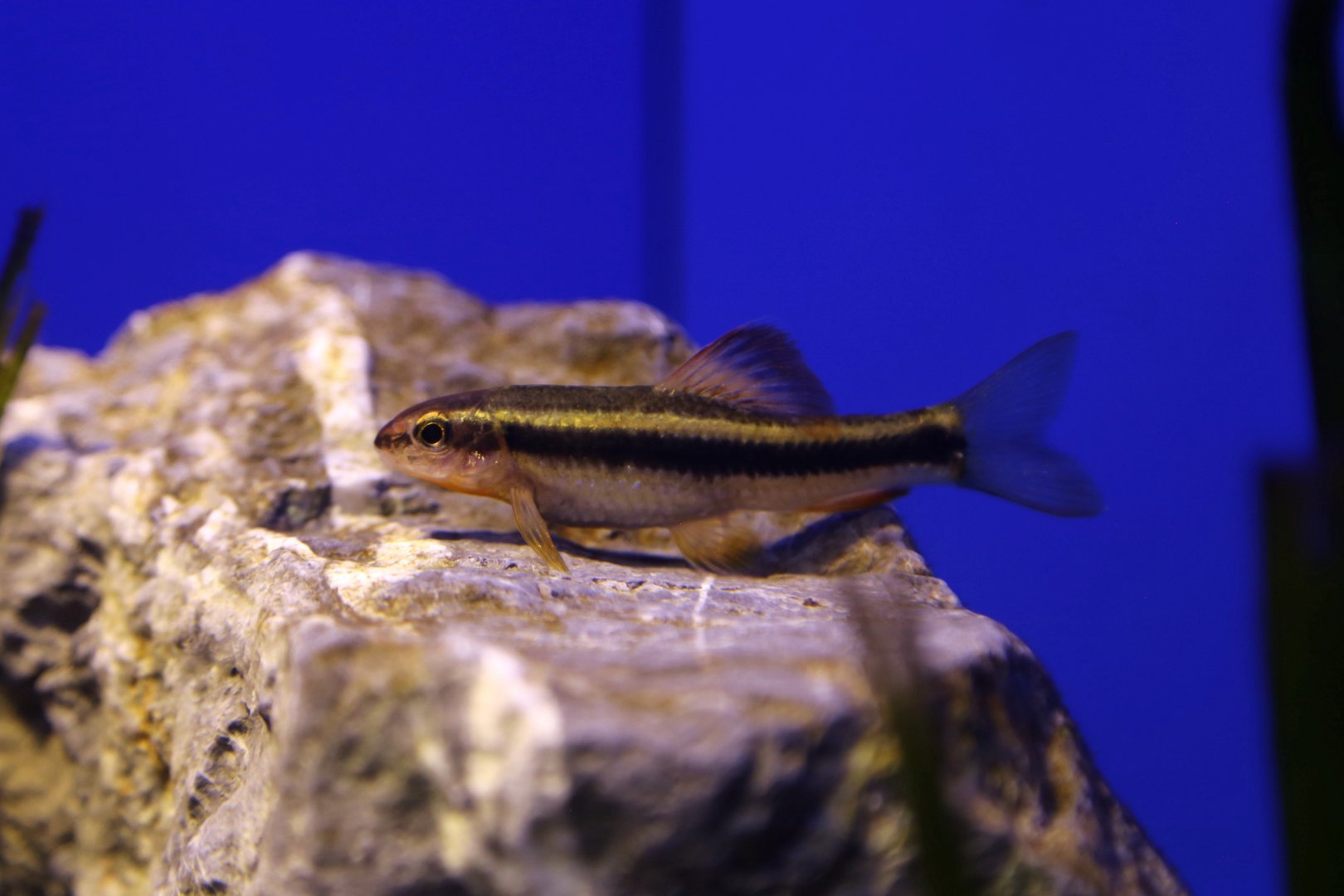 Chinese Neon Golden Stripe Shark (Sarcocheilichthys parvus)