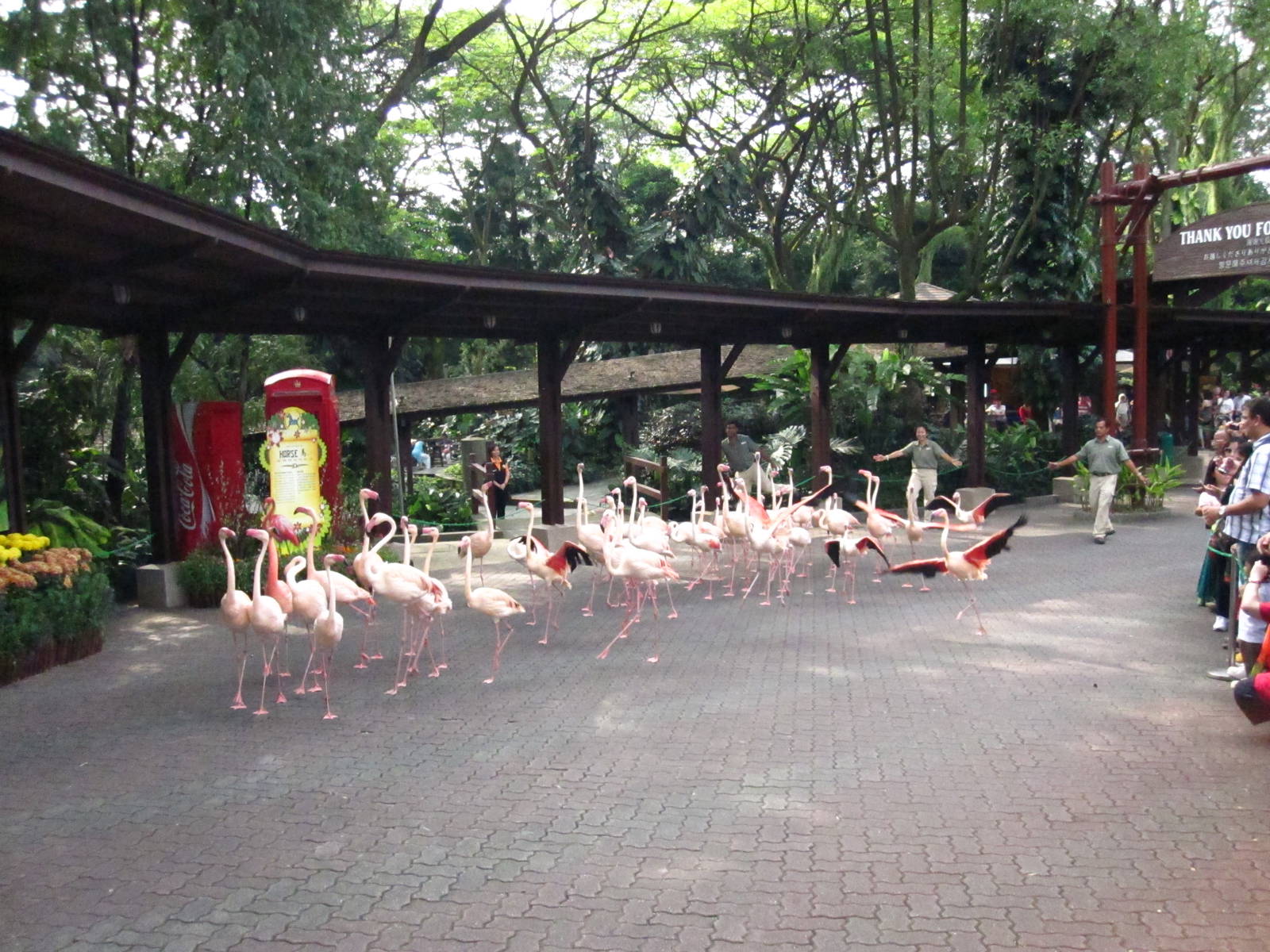 Chinese New Year Celebrations - Flamingo Parade