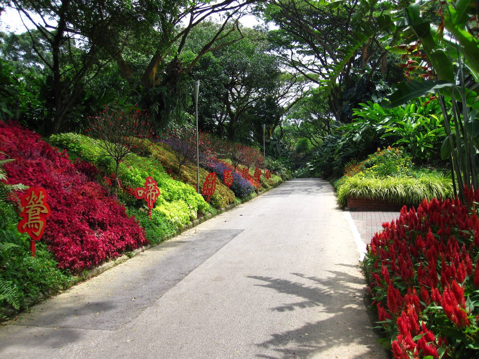 Chinese New Year Celebrations