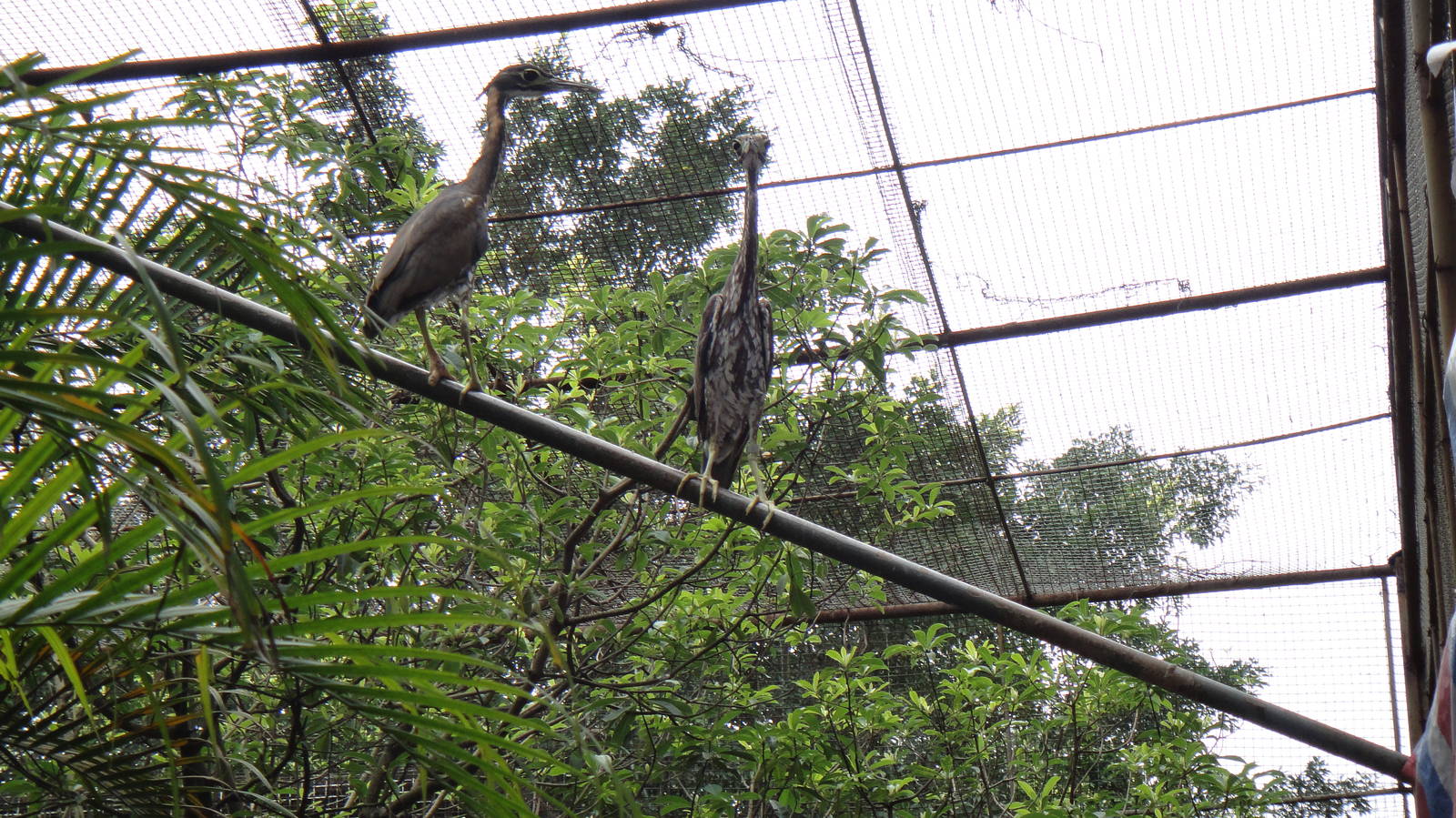 Chinese Night Heron at Nanning zoo 2013-4-27
