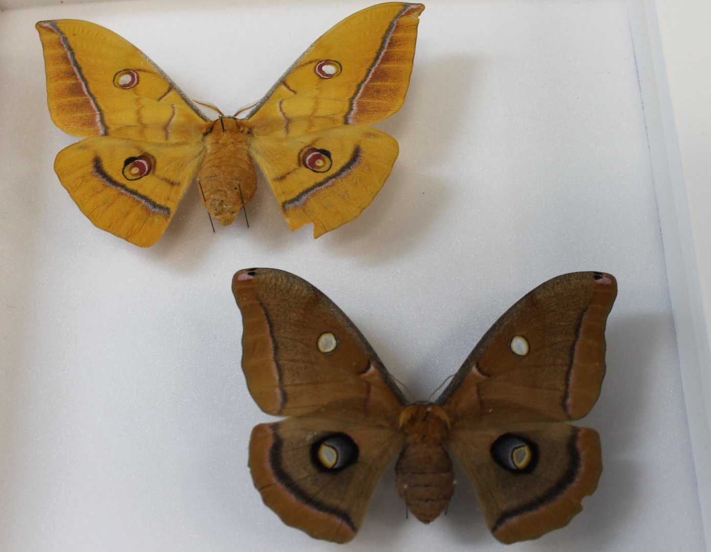 Chinese Oak silk moth - Antheraea pernyi specimens
