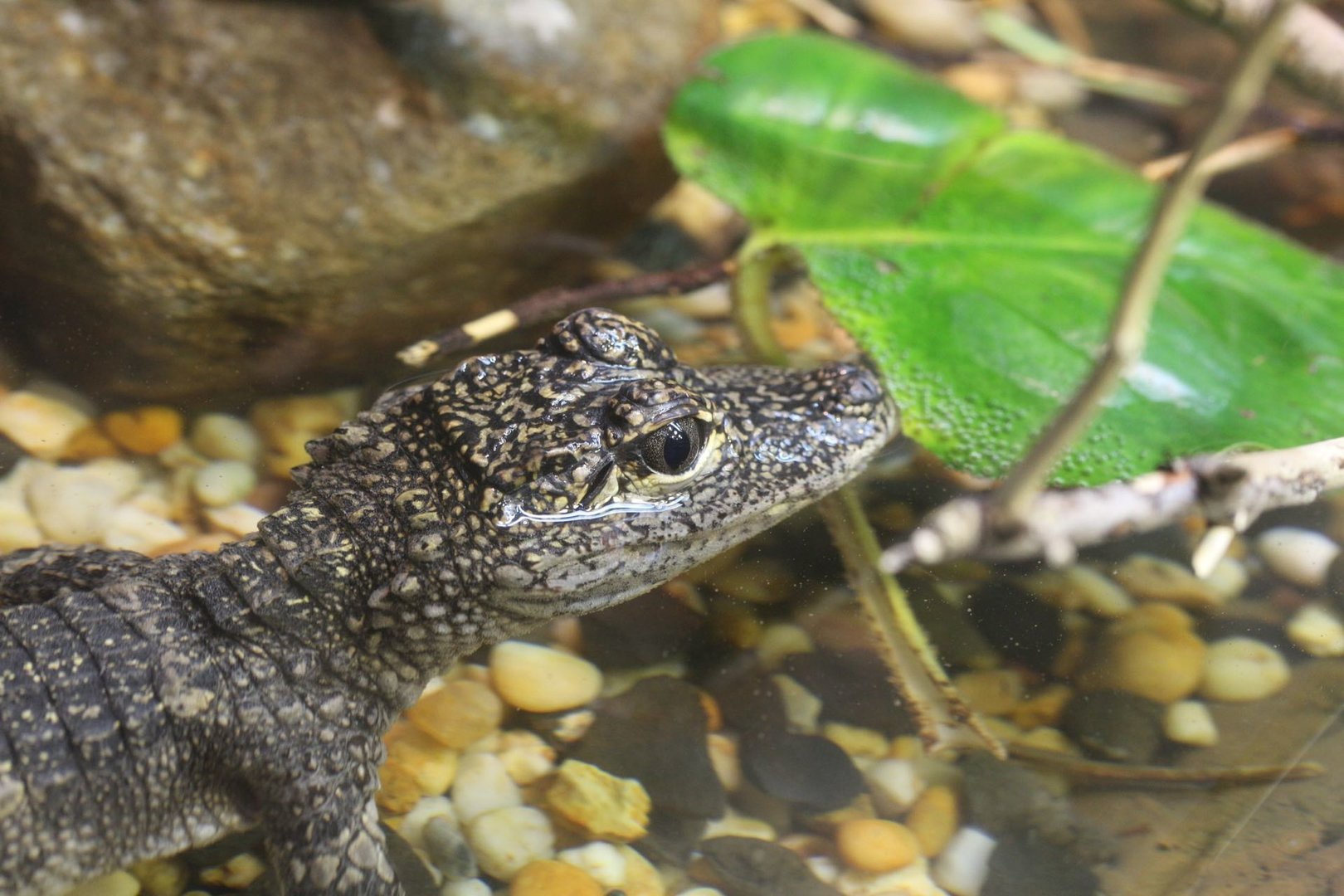 Chinese or Yangtze Alligator/ Alligator sinensis
