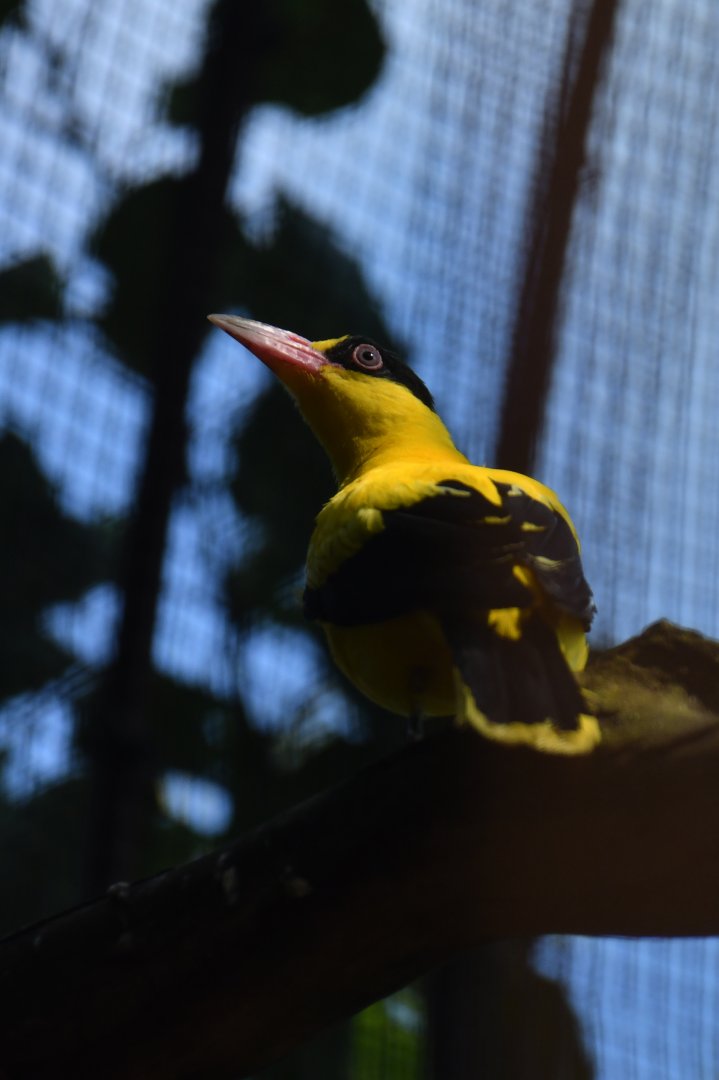 Chinese oriole (Oriolus chinensis)