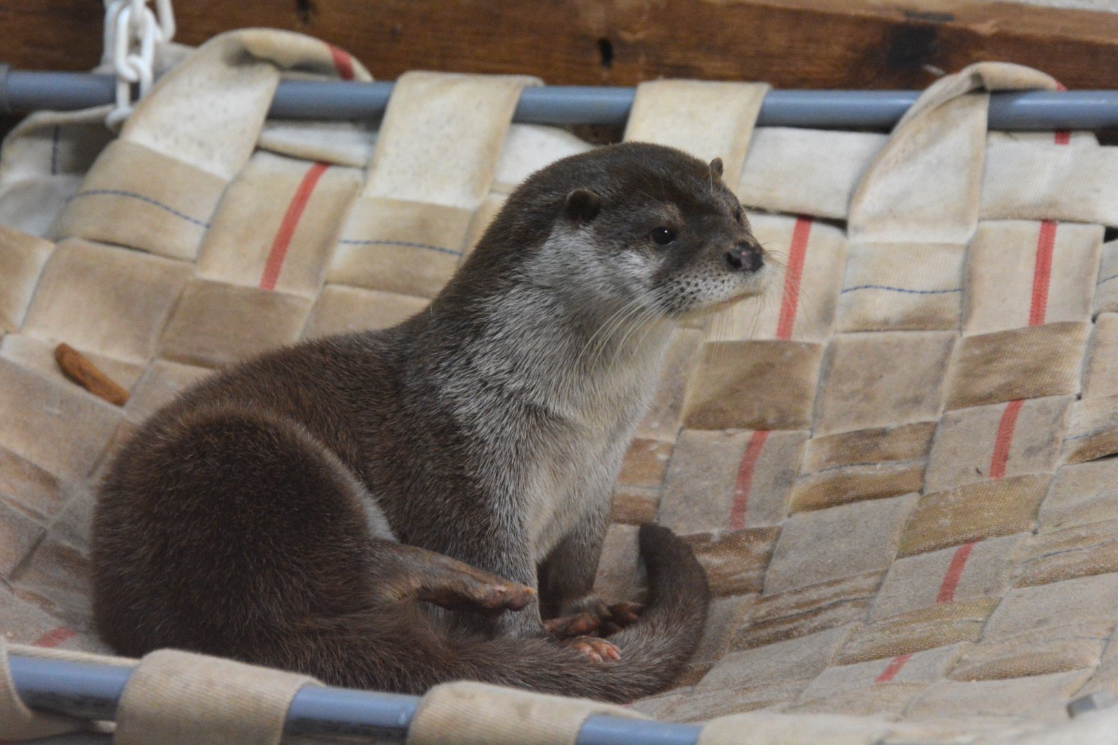 Chinese otter (Lutra lutra chinensis)