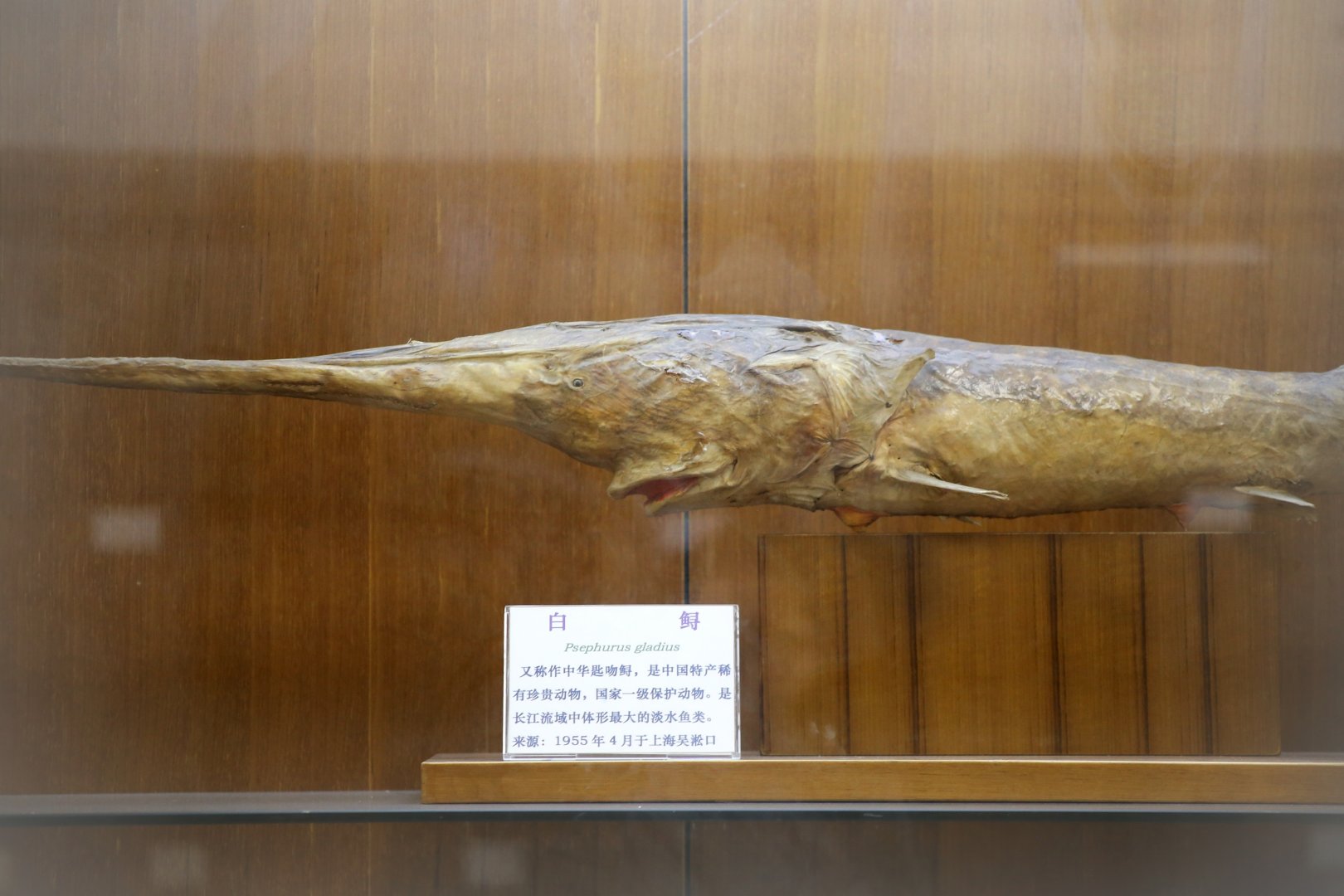 Chinese Paddlefish (Psephurus gladius)