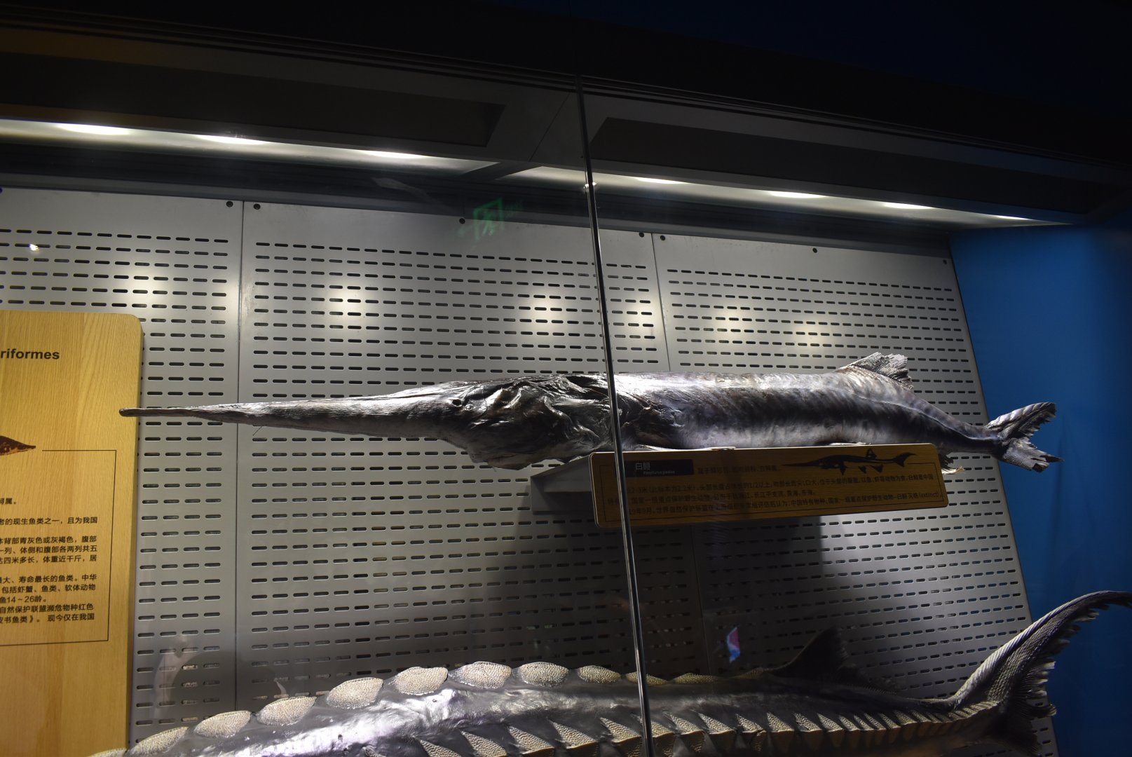 Chinese paddlefish (Psephurus gladius)