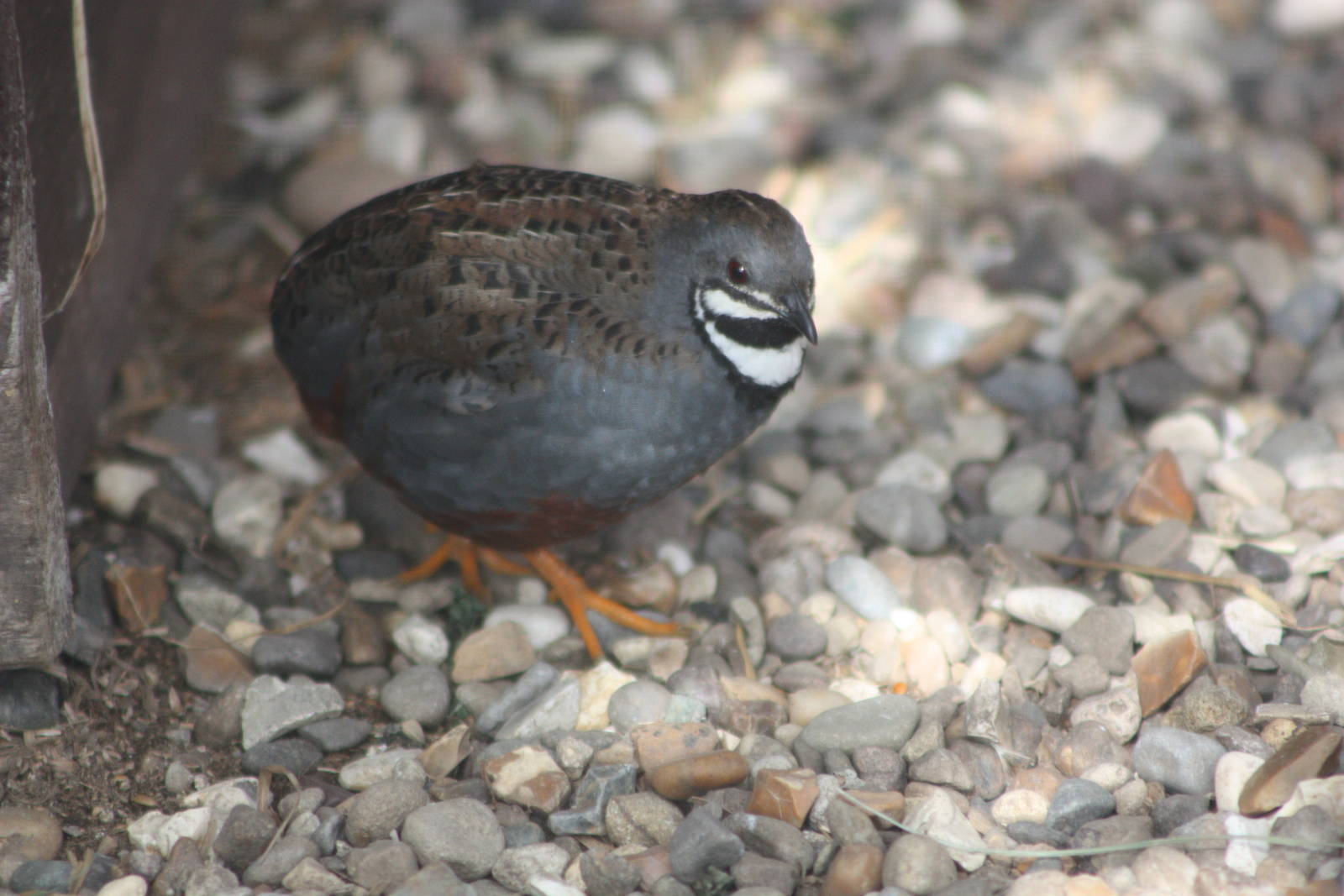 Chinese Painted Quail, 13th August 2014