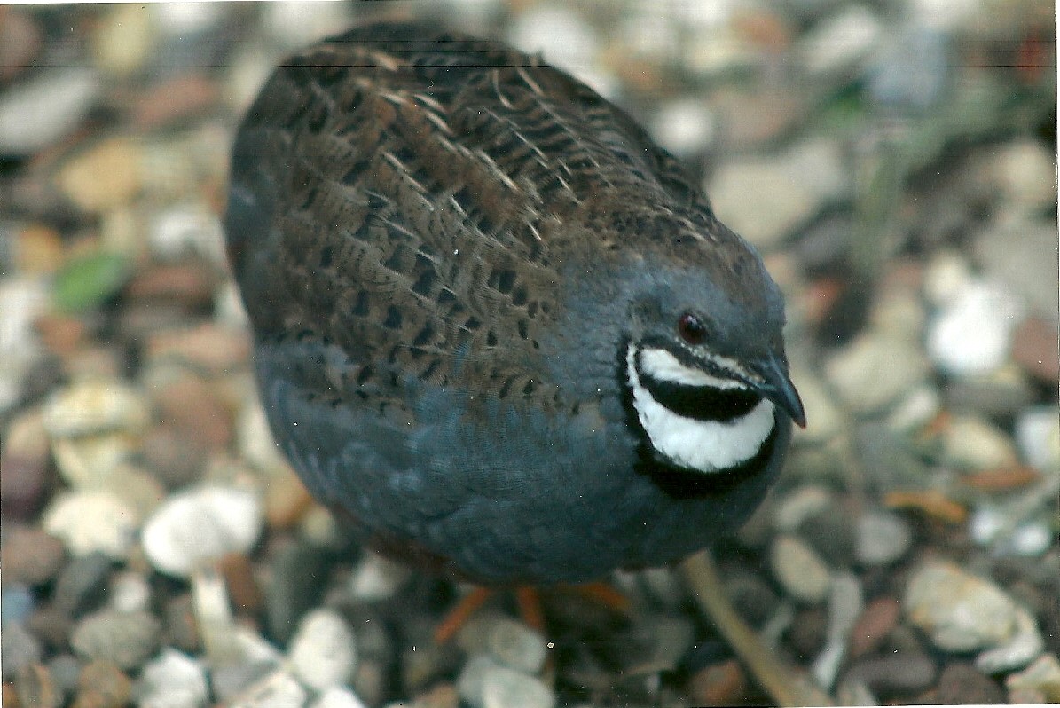 Chinese Painted Quail, 13th August 2014