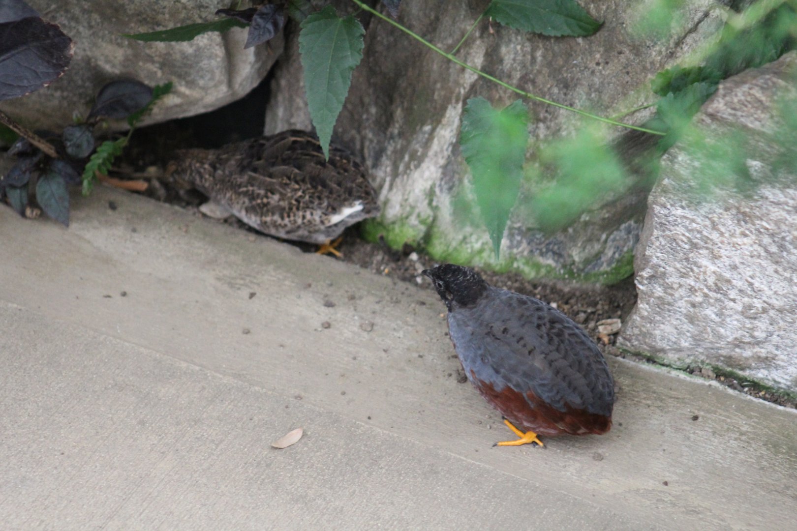 Chinese Painted Quail - Magic Wings Butterfly Conservatory
