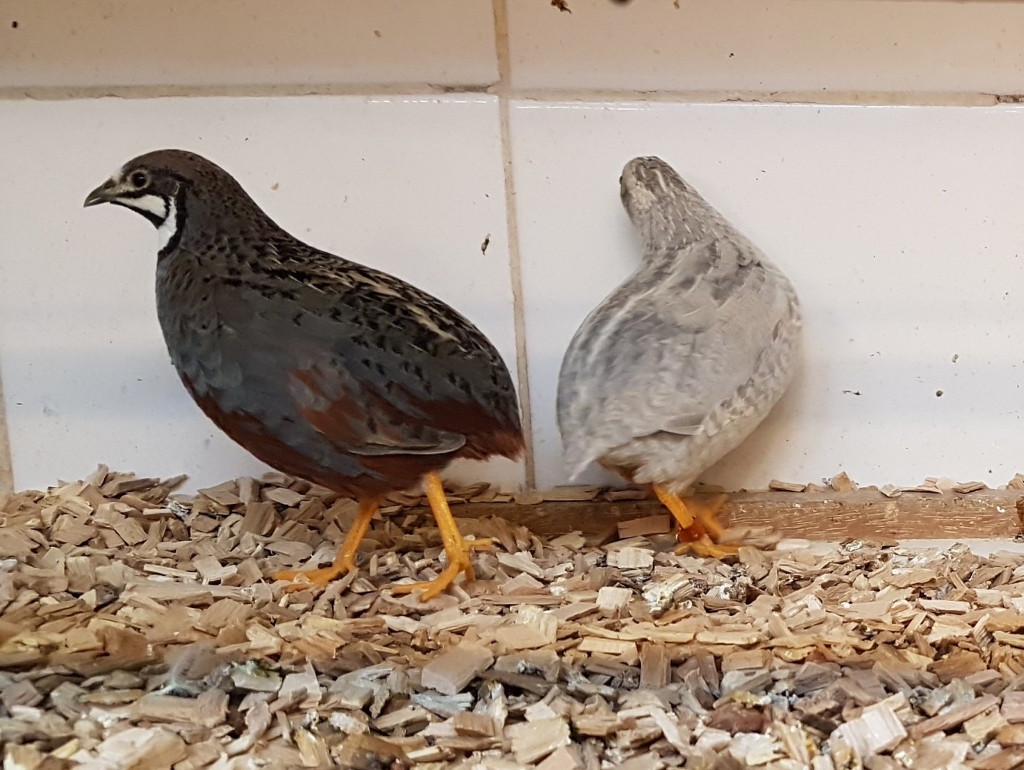 Chinese painted quail - Natural and Mutation