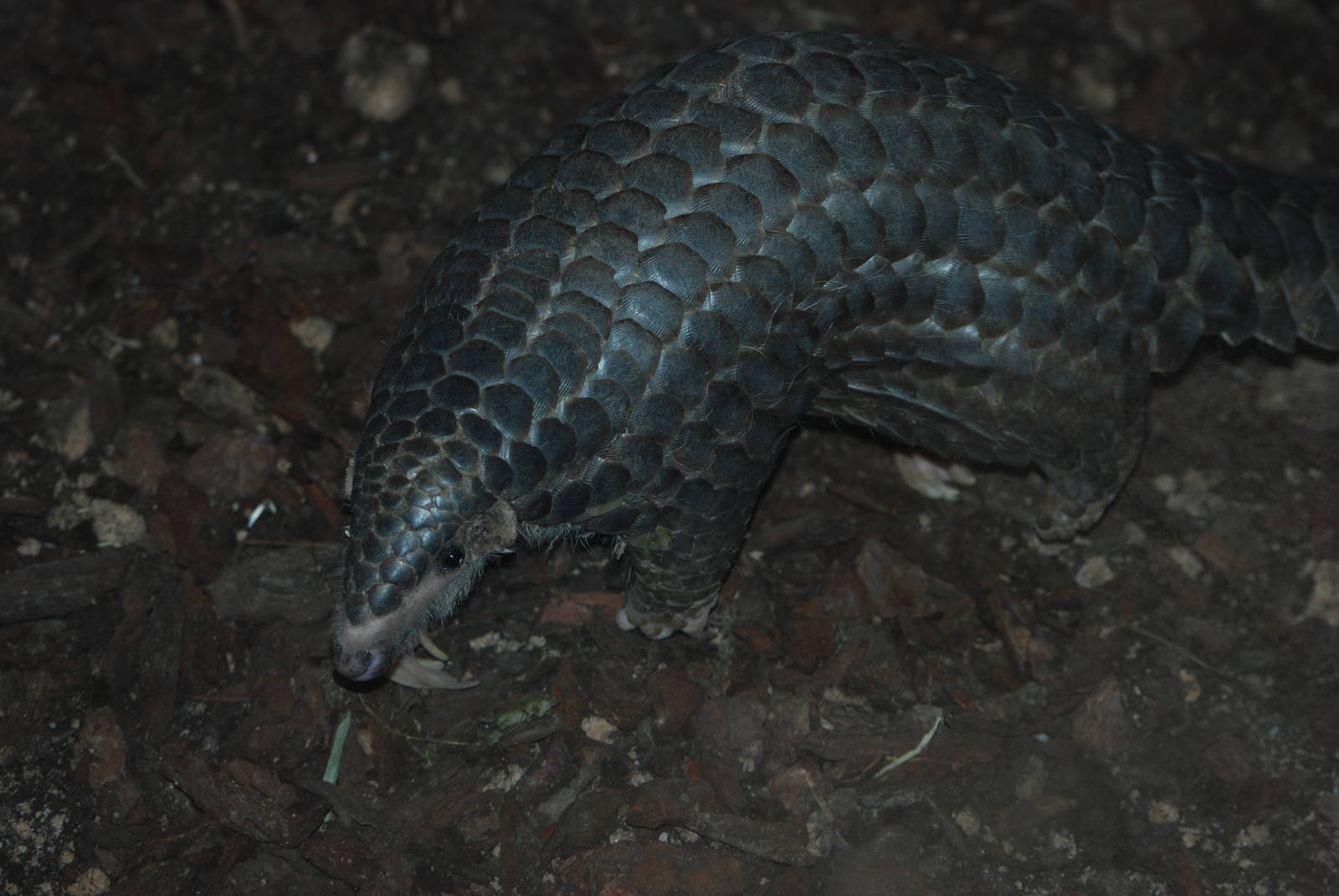 Chinese Pangolin at Leipzig, 03/09/11