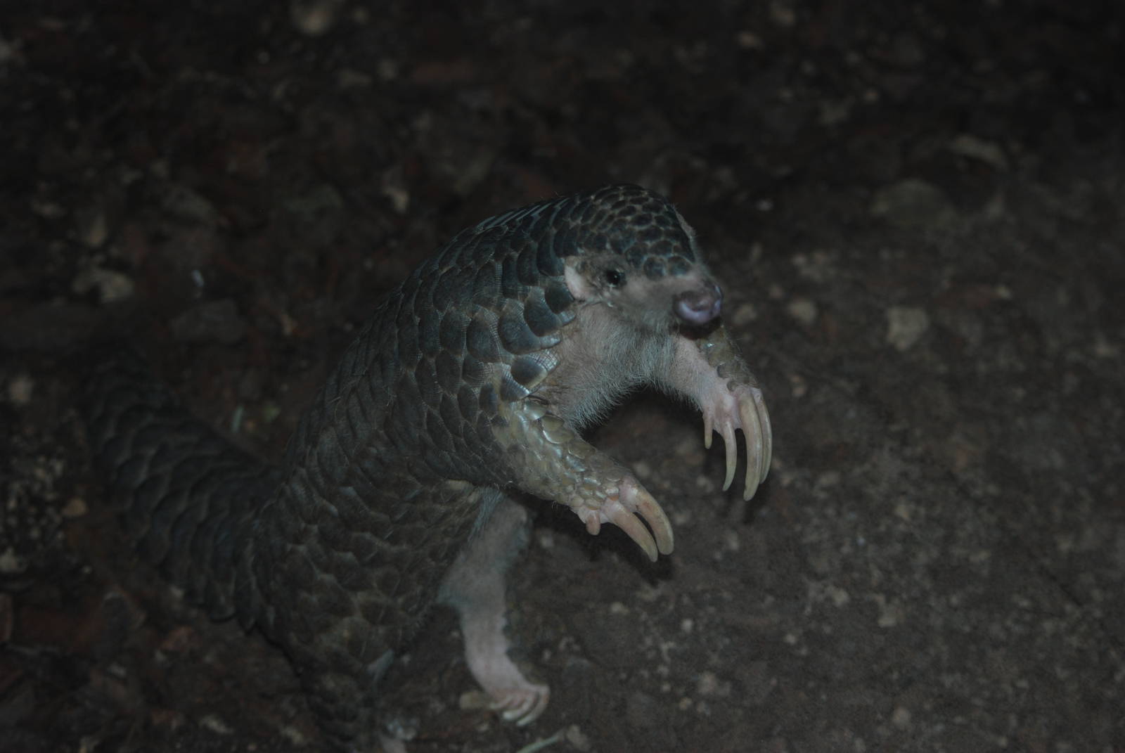 Chinese Pangolin at Leipzig, 03/09/11