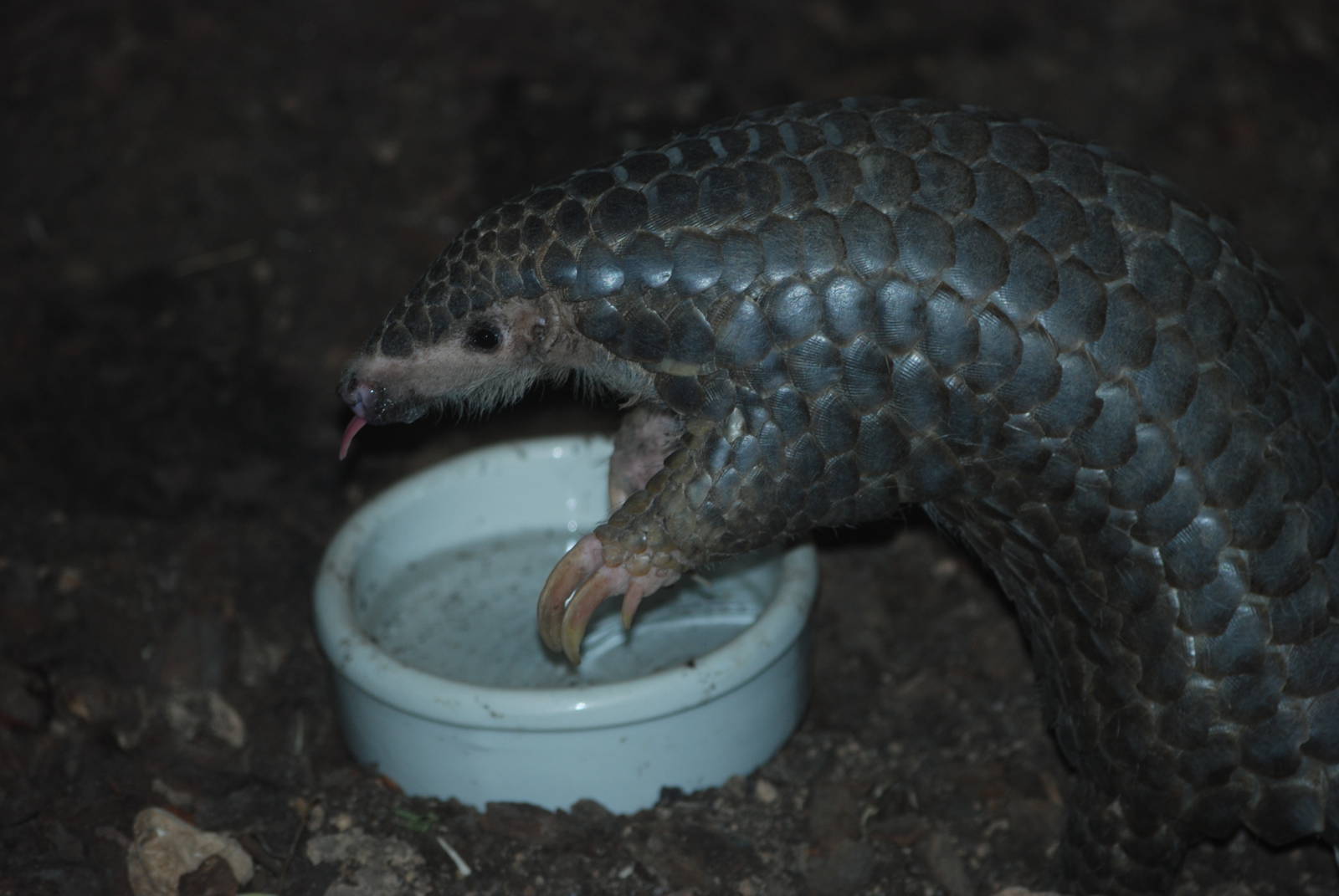 Chinese Pangolin at Leipzig, 03/09/11