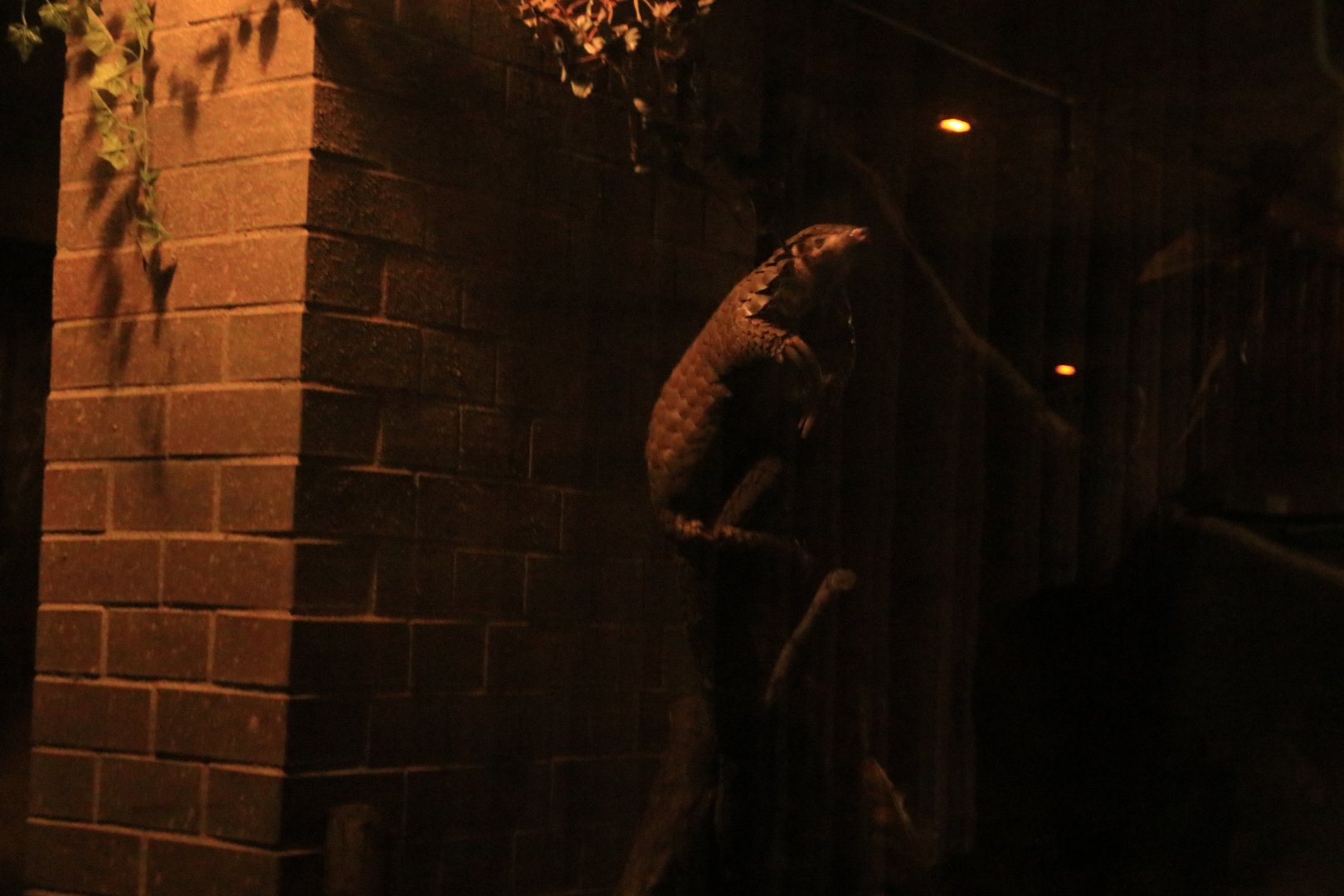 Chinese pangolin (August 2019)