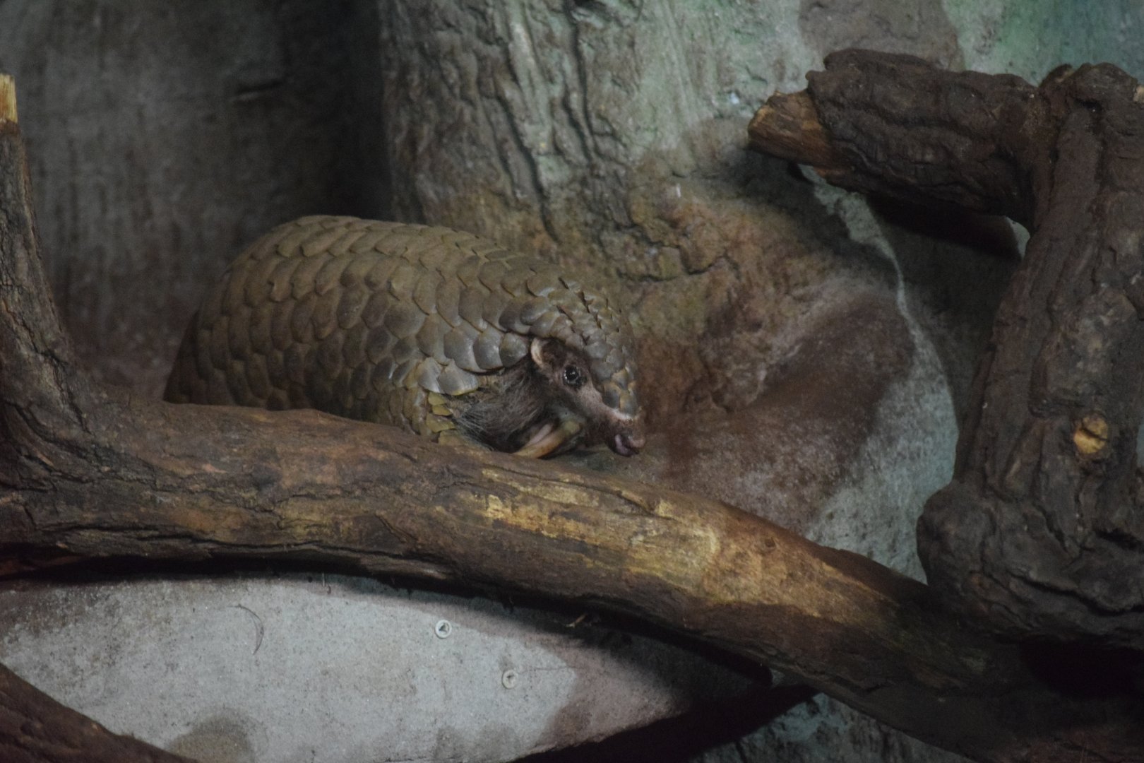 Chinese pangolin - August 2019
