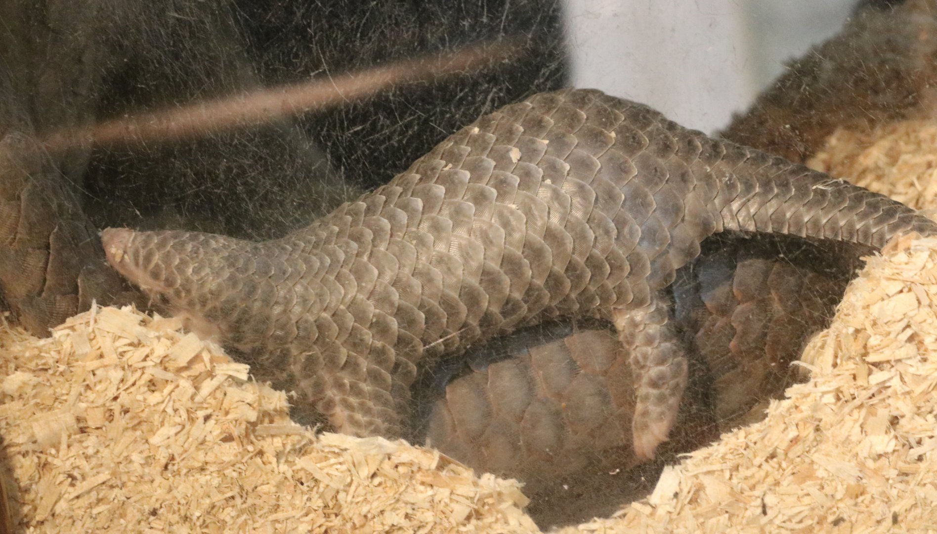 Chinese Pangolin baby in burrow