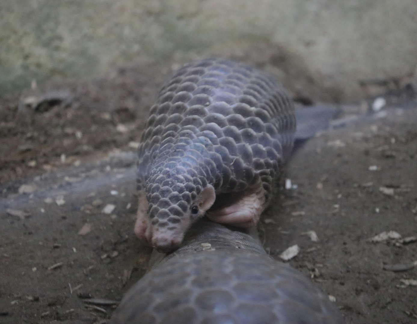 Chinese Pangolin Baby