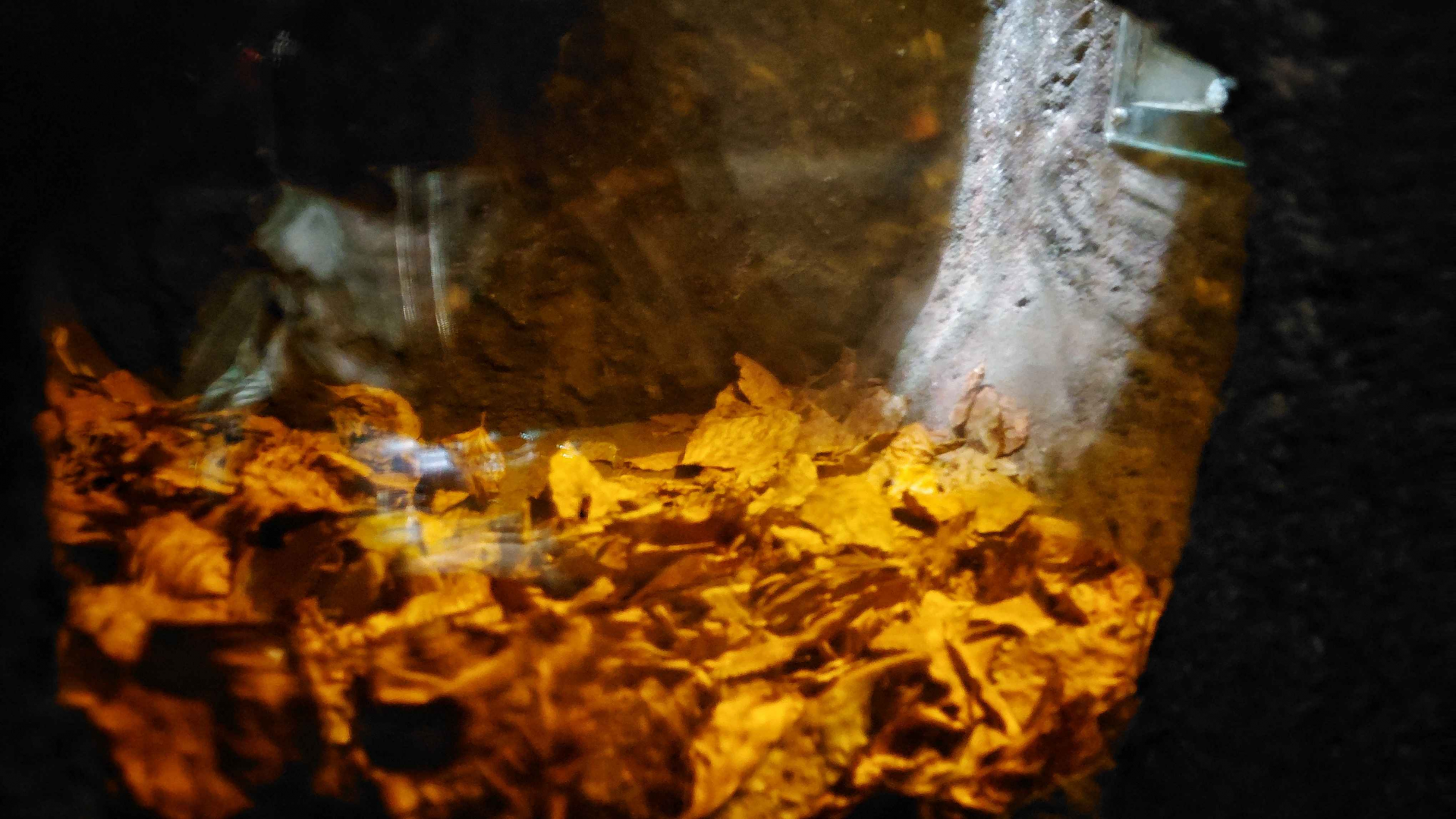 Chinese pangolin den