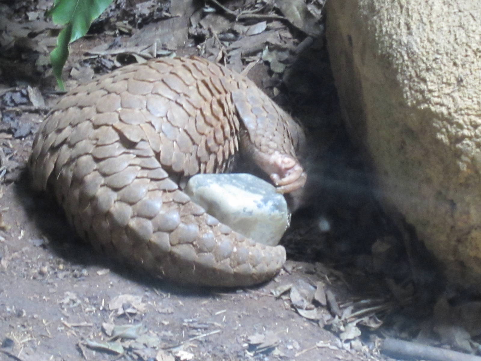 Chinese pangolin eating(some important message here)